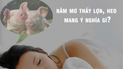 Mơ thấy con heo - Giải mã giấc mơ và những con số may mắn